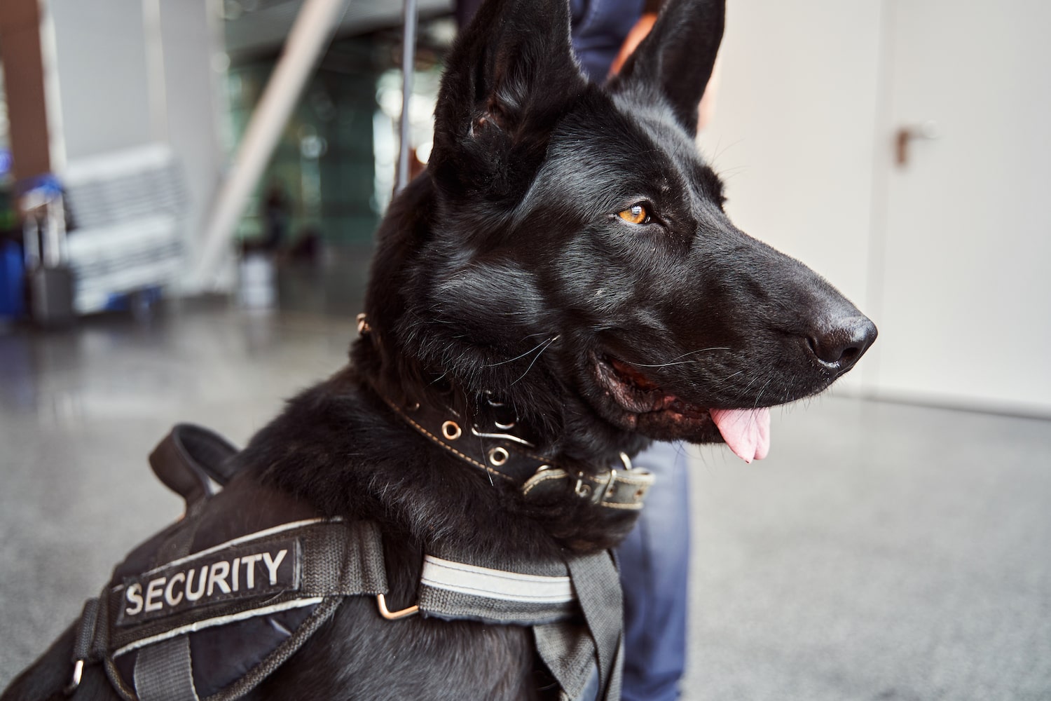 beautiful black security dog on duty at airport 2021 09 04 14 34 16 utc min